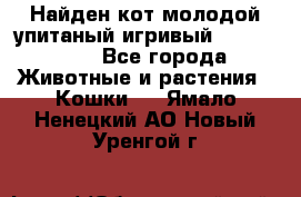 Найден кот,молодой упитаный игривый 12.03.2017 - Все города Животные и растения » Кошки   . Ямало-Ненецкий АО,Новый Уренгой г.